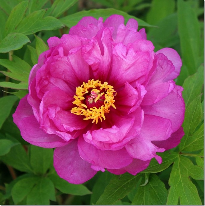 our_peonies_from_last_may_by_mypeanutgallery-dc6vx9e