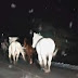 Πανέμορφα άλογα στους χιονισμένους δρόμους του Μετσόβου- ΒΙΝΤΕΟ