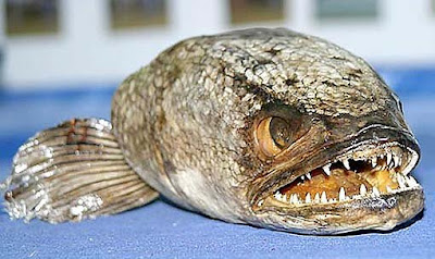 Most Diabolical Strange Fish On Earth Seen On www.coolpicturegallery.net