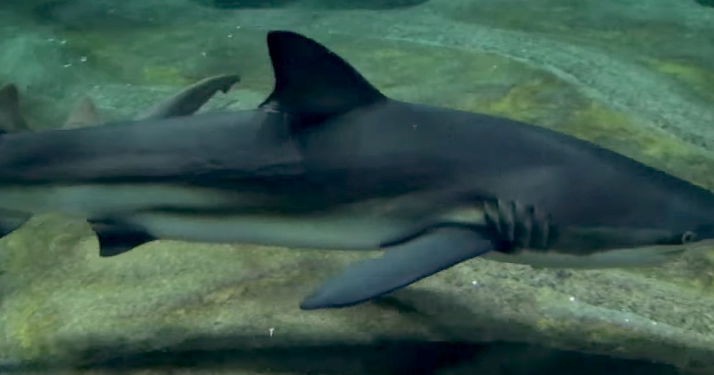 Aquarium Movies Japan Archive 生きている魚図鑑 クロヘリメジロザメ Copper Shark Bronze Whaler Carcharhinus Brachyurus