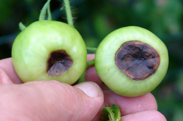 Tomatoes suffering from blossom end rot courtesy of Scott Nelson via Flickr