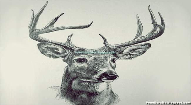 Deer Drawings In Pencil
