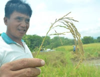 Padi Magetan Terserang Penyakit