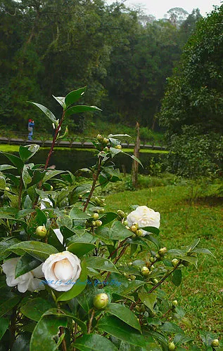 福山植物園