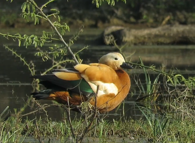 Bharatpur Bird Sanctuary, Rajasthan