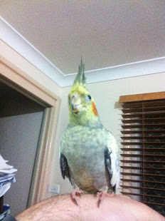 Cockateil