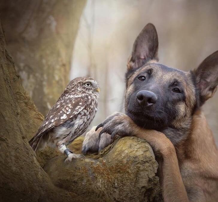 21 Cute Pictures Of Animals That Can Make Even The Worst Day A Bit Better - A couple that ought to be invited to play leading roles in a movie.