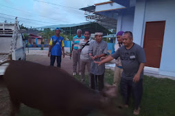 Herry Ario Naap Distribusikan 15 Sapi Masjid di Biak Numfor Saat Idul Adha