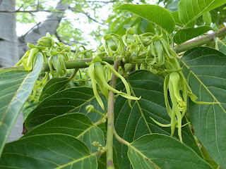 Ylang-ylang - Cananga odorata - ilang-ilang