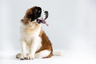 White,black and red colored St. Bernard dog is sitting at the picture with his tongue out and looking to the right side..