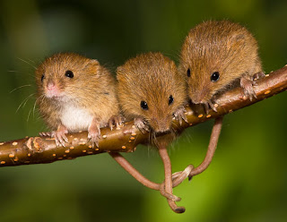 Young Mice linked tails on a branch