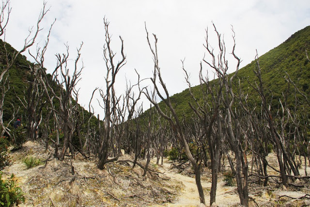 Dead Forest, Exotic Area in Mount Papandayan