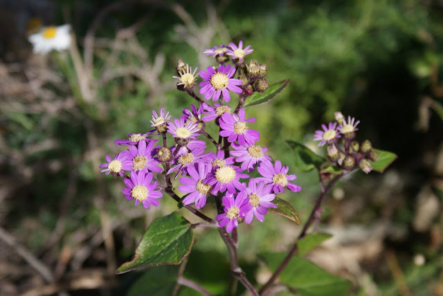 Pericallis echinata