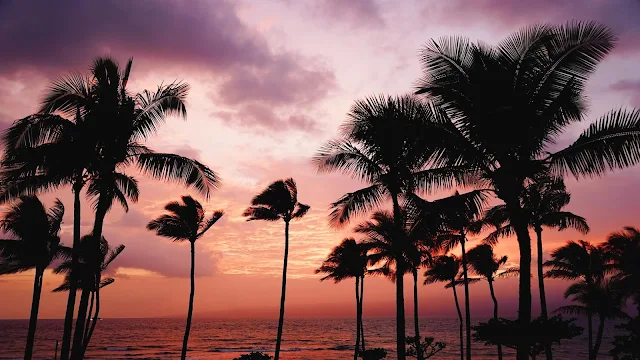 Coconut, Palm Tree, Silhouette, Sea, Sunset, Twilight