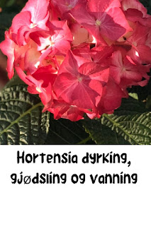 Hortensia