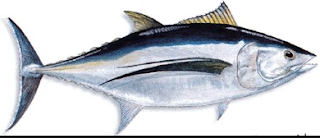 ikan tuna albakora