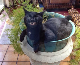 Funny cats - part 99 (40 pics + 10 gifs), cat pictures, cat smirks sitting on pot plant