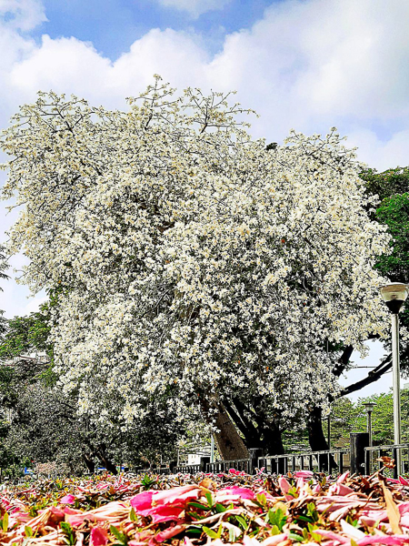 台中南區健康公園白花美人樹，白色和桃紅色美人花爭奇鬥艷