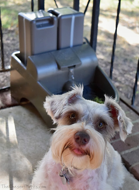 Dottie and her PetSafe Drinkwell Water Fountains for Dogs and Cats