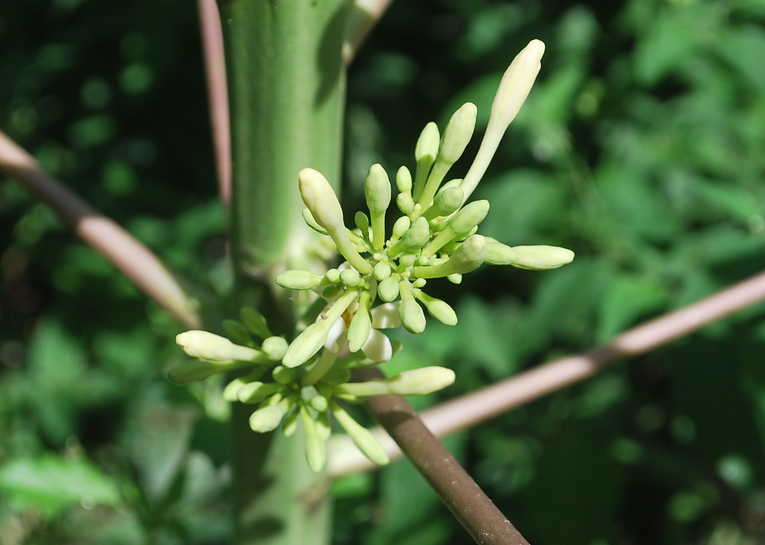 3 types of edible flowers Papaya Tree Flowers | 1515 x 1081