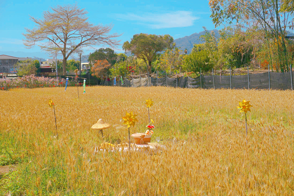 南投集集和平快樂田園粉芒園改種黃金山麥田，網美照好好拍