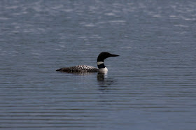 North Country loon