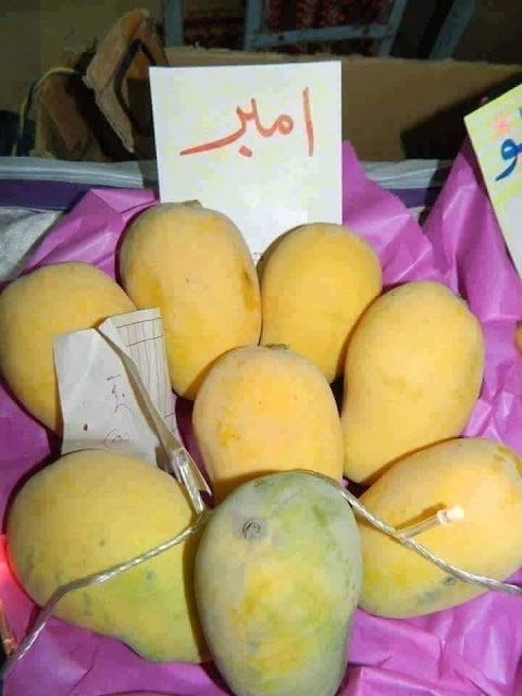 How many types of mangoes in Pakistan?