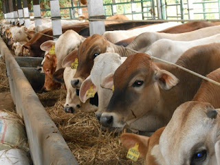 budidaya sapi potong dengan pupuk hayati bioboost k-link