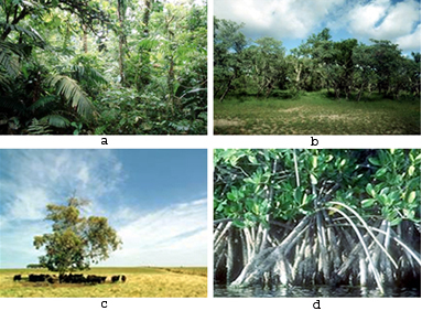 Tropical Rainforest Plants