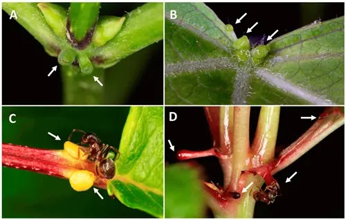 Nectários extraflorais em espécies de plantas em florestas na Finlândia (Holopainen et al., 2020 em Forests - www.mdpi.com/journal/forests)