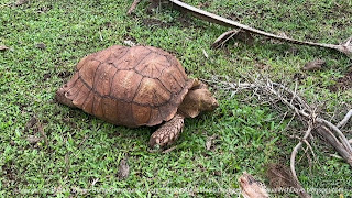 Makauwahi Cave Reserve tortoise