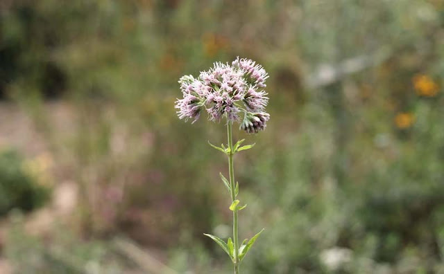 Joe-Pye Weed Flowers