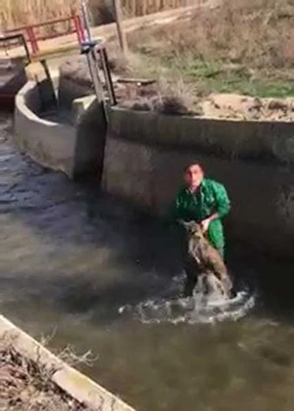 La Guardia Civil busca a un hombre que golpeó y ahogó a un jabalí