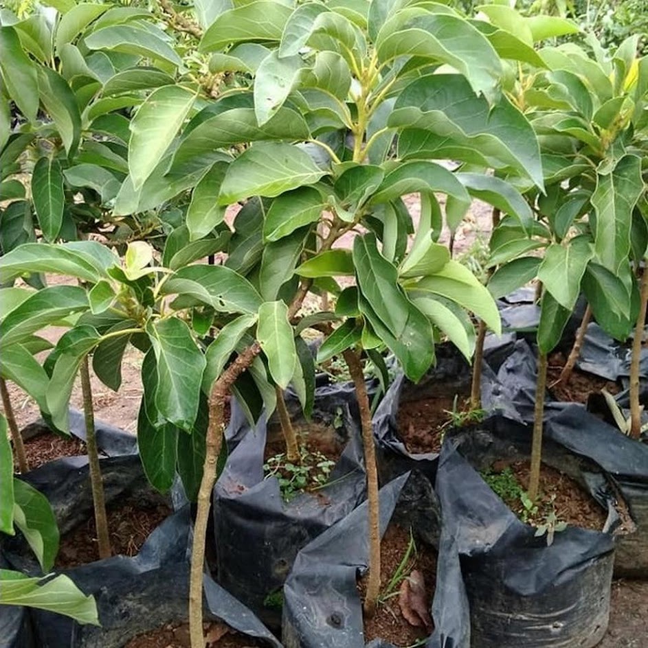 bibit tanaman alpukat nikol siap diorder Sumatra Utara