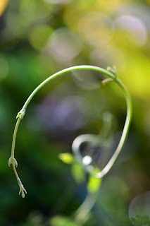 White tendril tips on a bokeh background