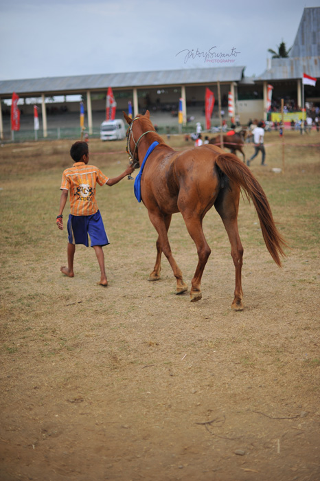 foto kuda pacuan sumba}