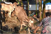 Permintaan Hewan Qurban Jelang Idul Adha Meningkat, Ini Yang Dilakukan Pedagang Untuk Menyiasatinya