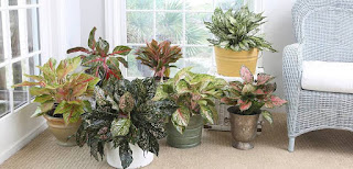 Aglonema tanaman indoor