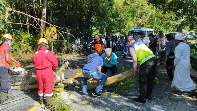 Respon Cepat Polres Karangasem Evakuasi Pohon Tumbang