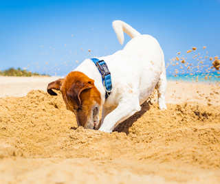 Tan and white Jack Russell dog digging on the beach