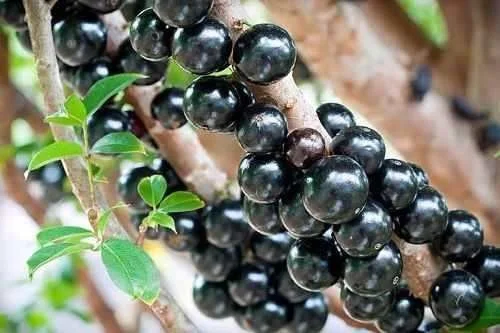 O-Guia-Completo-da-Jabuticaba-Myrciaria-cauliflora