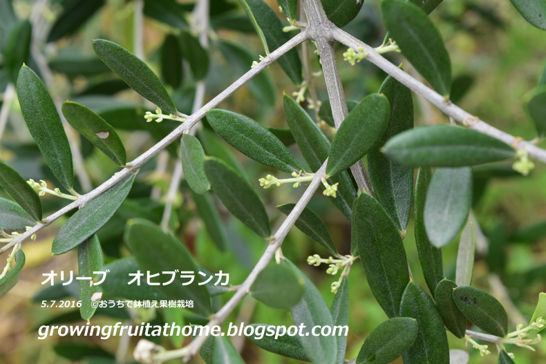 オリーブの木の育て方マニュアル おいしい鉢植え果樹の栽培育て方 自宅を果樹園に