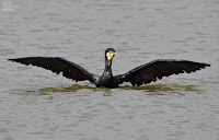 Cormorán grande / Corb marí gros (Phalacrocorax carbo)