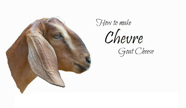 Profile of brown Nubian goat. Text: How to make chevre goat cheese.