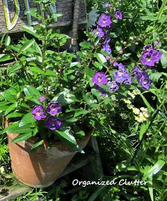 Cottage Garden - Angelonia