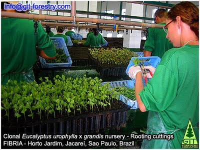 Rooting Eucalyptus cuttings at FIBRIA Jacarei Eucalyptus urograndis clonal nursery, Sao Paulo, Brazil / Enraizado de esquejes de eucalipto en el vivero clonal de Eucalyptus urograndis de FIBRIA en Jacarei, Sao Paulo, Brasil / Gustavo Iglesias Trabado, Roberto Carballeira Tenreiro and Javier Folgueira Lozano / GIT Forestry Consulting SL, Consultoría y Servicios de Ingeniería Agroforestal, Lugo, Galicia, España, Spain / Eucalyptologics, information resources on Eucalyptus cultivation around the world / Eucalyptologics, recursos de informacion sobre el cultivo del eucalipto en el mundo