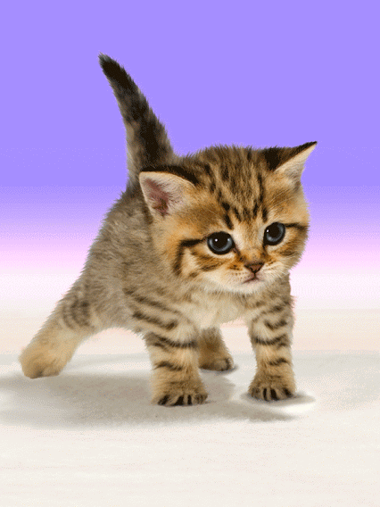 Art Cat GIF • Amazing kitty doing push-up workout better than his human. 'I'm sweating but I can do it!'
