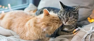 Harga Kucing Ras Asli Bersertifikat dan Jasa Mengawinkan: Panduan bagi Pecinta Kucing