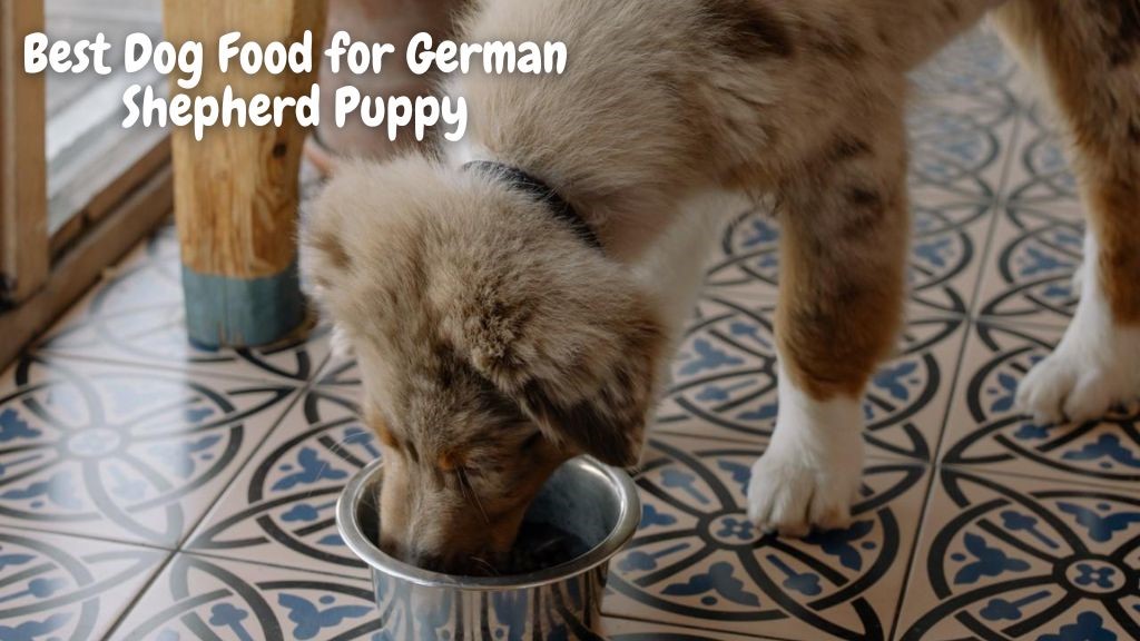 Best Dog Food for German Shepherd Puppy