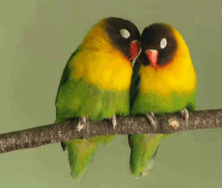 Cara Membedakan Lovebird Jantan dan Betina dengan Mudah